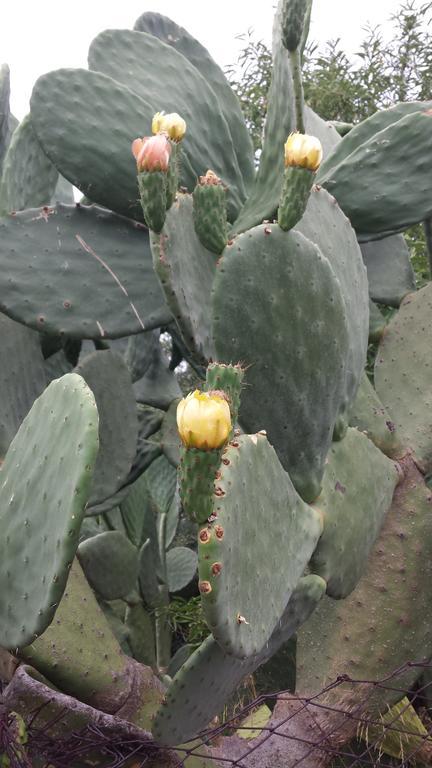 Azienda Agricola Cuntarati 布龙泰 外观 照片