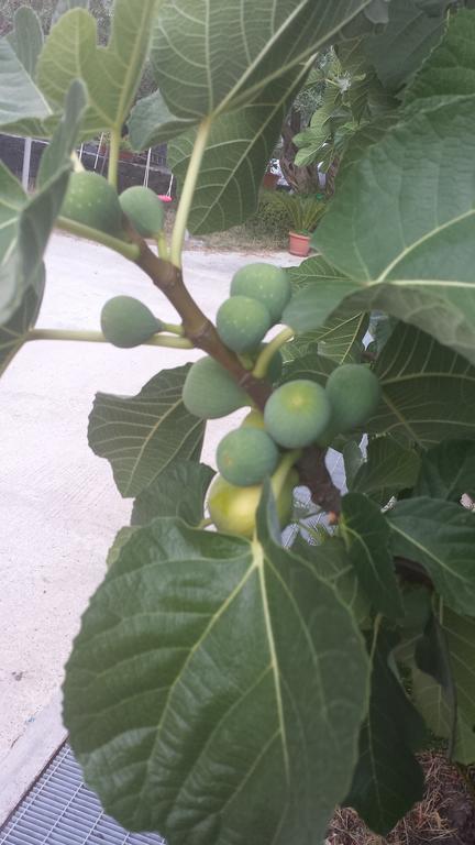 Azienda Agricola Cuntarati 布龙泰 外观 照片